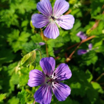 Geranio wallichianum Magical All Summer Joy - Geranio vivaz