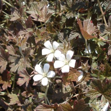 Geranio oxonianum Sanne - Geranio vivaz