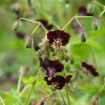 Geranio phaeum Angelina - Geranio vivaz