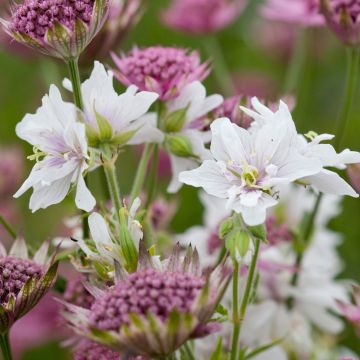 Geranio de prado Algera Double - Geranium pratense