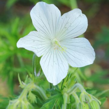 Geranio de prado Galactic - Geranium pratense