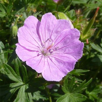 Geranio de sangre Elsbeth - Geranium sanguineum