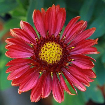 Gaillardia grandiflora Arizona Red Shades