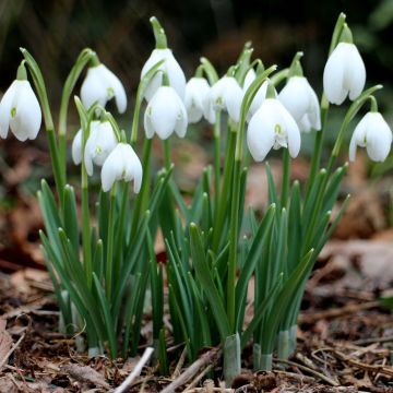 Galanthus nivalis - Campanilla de invierno