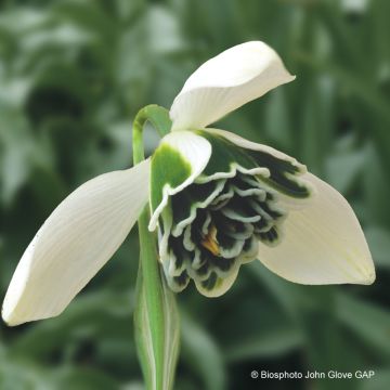 Galanthus nivalis Dionysus - Campanilla de invierno