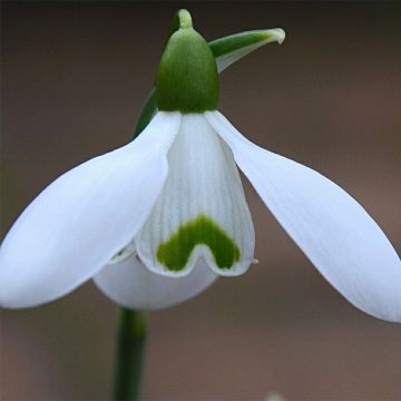 Galanthus nivalis S. Arnott - Campanilla de invierno