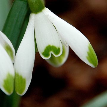 Galanthus nivalis Viridi-Apice - Campanilla de invierno