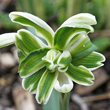 Perce-neige double - Galanthus nivalis Blewbury Tart