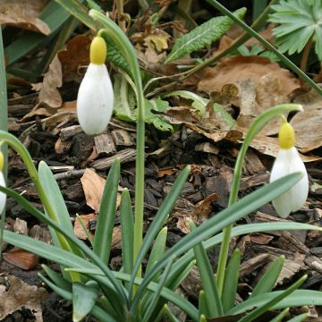 Galanthus nivalis Primrose Warburg - Campanilla de invierno