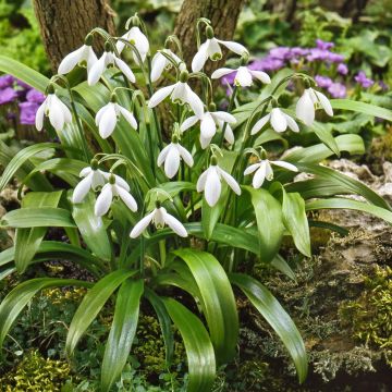 Galanthus woronowii - Campanilla de invierno