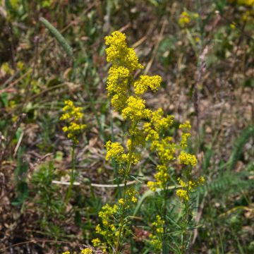 Galium verum - Cuajaleche