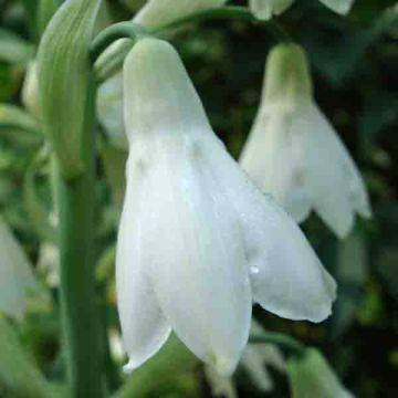 Galtonia candicans - Jacinto de Sudáfrica