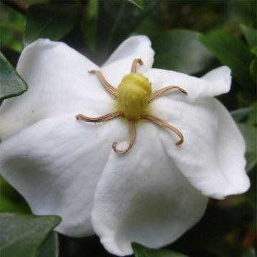 Gardenia jasminoides Sweetheart