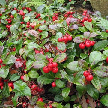 Gaultheria procumbens - Ebúrnea