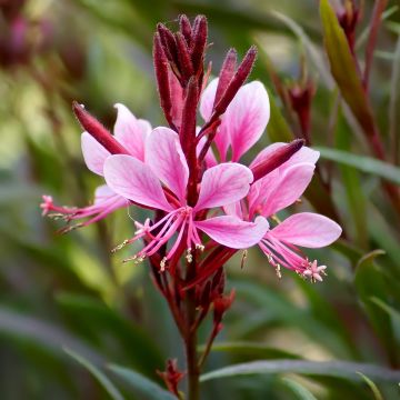 Gaura lindheimeri Crimson Butterfly