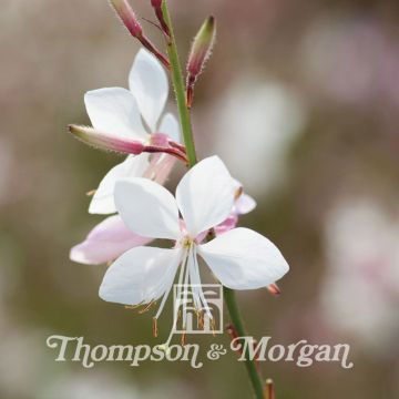 Gaura lindheimeri Sparkle White