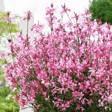 Gaura lindheimeri Baby Butterfly Dark Pink