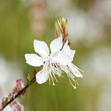 Gaura lindheimeri White