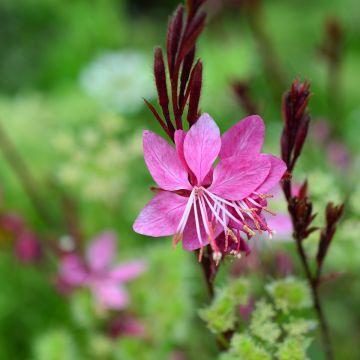 Gaura lindheimeri Blaze