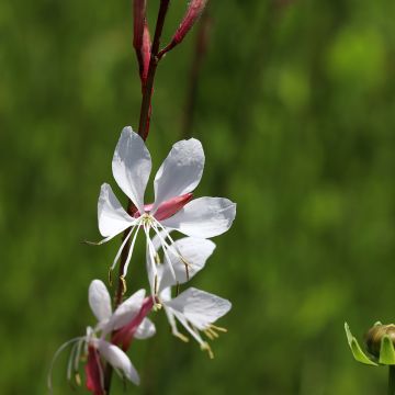 Gaura lindheimeri Elegance