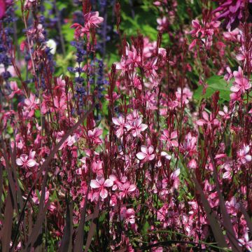 Gaura lindheimeri Lollipop Pink