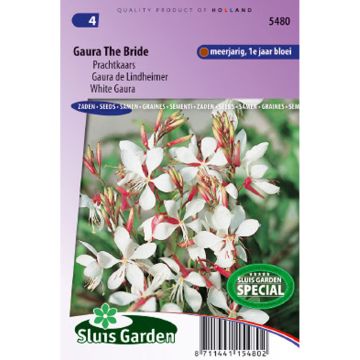 Gaura lindheimerii The Bride