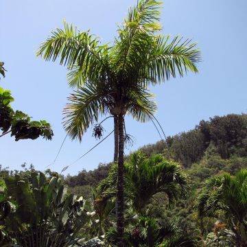 Gaussia maya - Palma cambo