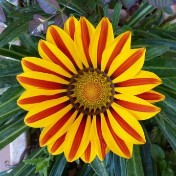 Gazania rigens Big Kiss Yellow Flame