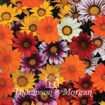 Gazania rigens New Day Mix