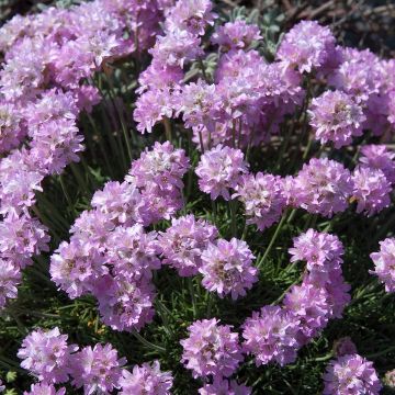 Armeria juniperifolia Bevan s Variety