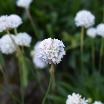 Clavelina del mar blanca - Armeria maritima Alba