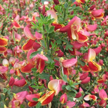 Cytisus Maria Burkwood - Ginesta