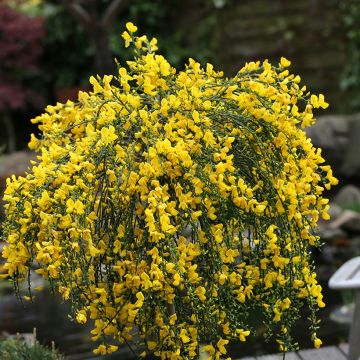 Retama negra Golden Tears - Cytisus scoparius