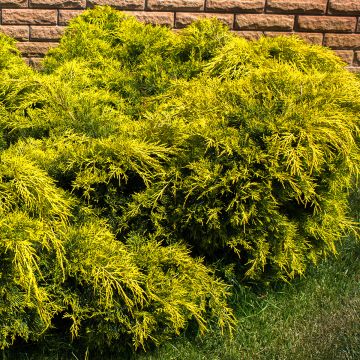 Juniperus pfitzeriana King of Spring - Enebro híbrido