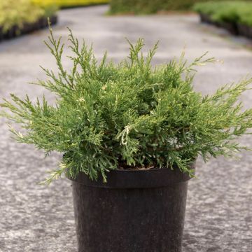 Juniperus pfitzeriana White Splash - Enebro híbrido