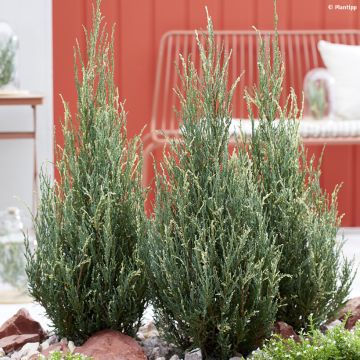 Juniperus scopulorum Blue Ivory - Enebro de las Rocallosas