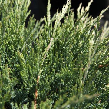 Juniperus horizontalis Agnieszka - Enebro rastrero