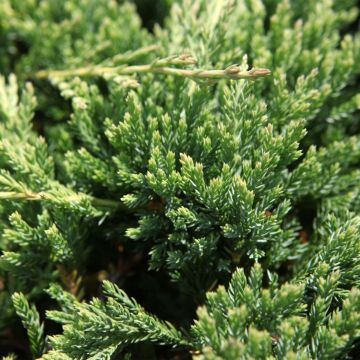 Juniperus horizontalis Prince Of Wales - Enebro rastrero