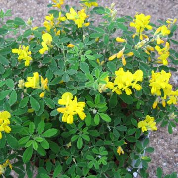 Genista Porlock - Retama de tintes