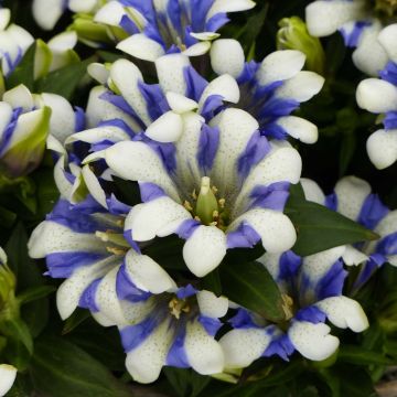 Gentiana scabra Royal Stripes - Genciana japonesa