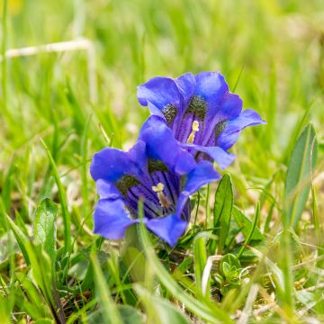 Gentiana acaulis