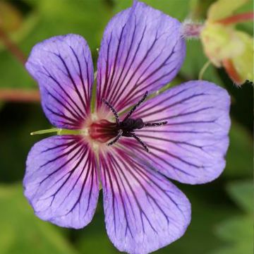 Geranio de sangre Anne's Family Carol Anne - Geranium sanguineum