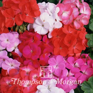 Geranio Border Supreme F2 Hybrid- Pelargonium