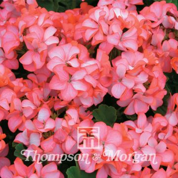 Geranio Horizon Pink Ice F1 Hybrid- Pelargonium