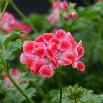 Geranio Paton's Unique- Pelargonium