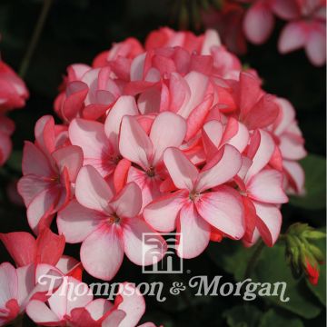 Geranio Horizon Pink Meteor F1 Hybrid- Pelargonium