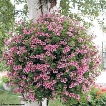 Geranio Angel Eyes Randy- Pelargonium