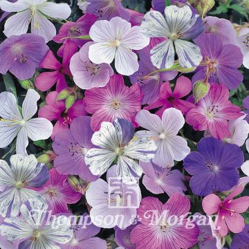 Geranio de prado Reflections - Geranium pratense