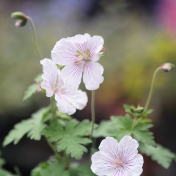 Geranio del Himalaya Blanco - Geranium Derrick Cook