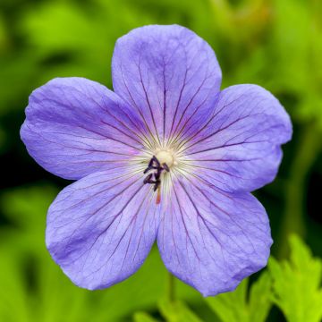 Geranio del Himalaya Azul - Geranium Irish Blue